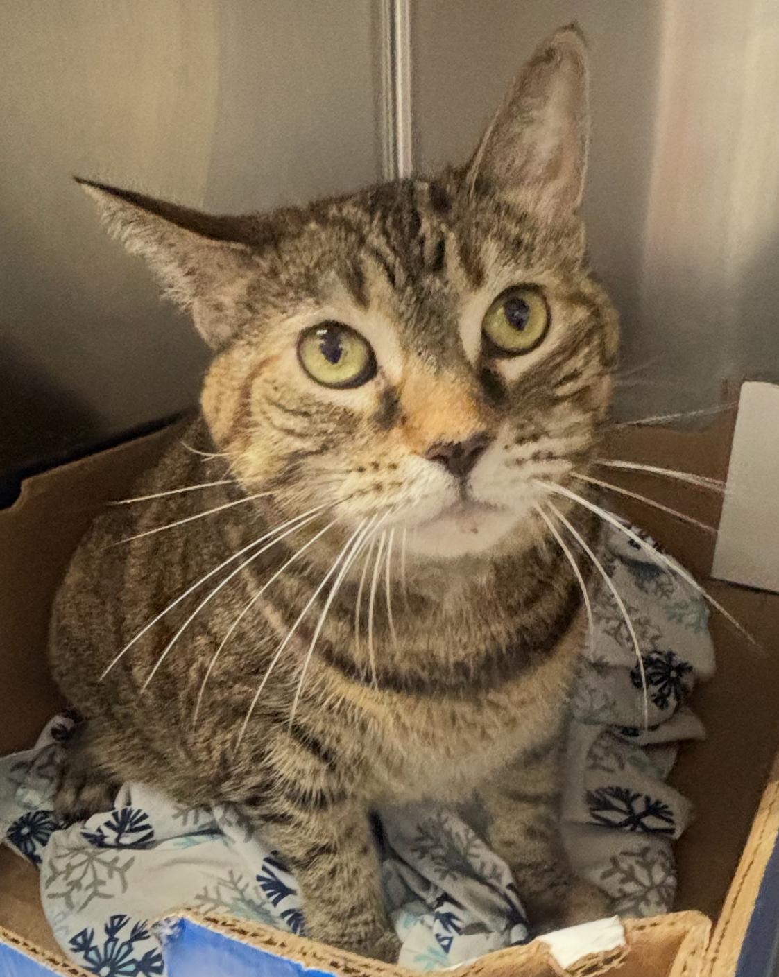 Enlarge Jasmine, a ADOPTABLE Domestic Short Hair in North Haven, CT image 1/1