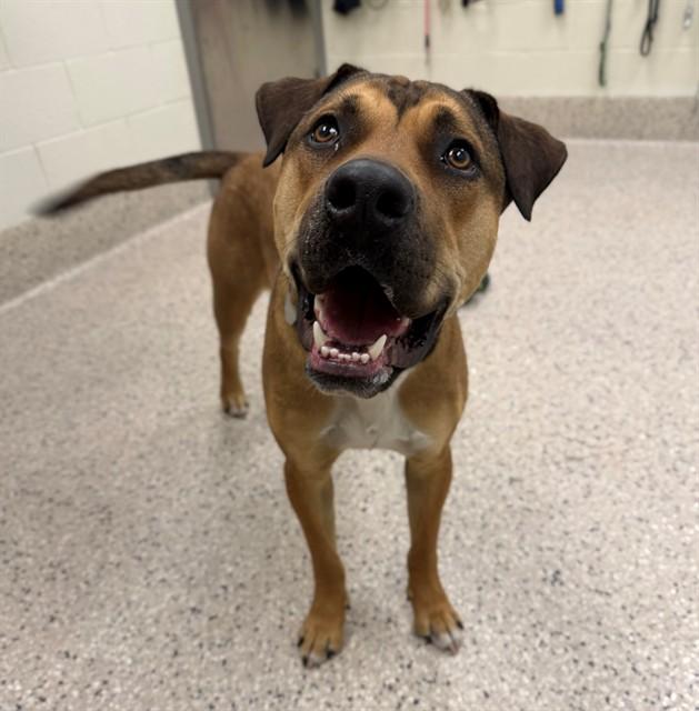 BARNABY, Adoptable, Young Male Black Mouth Cur.