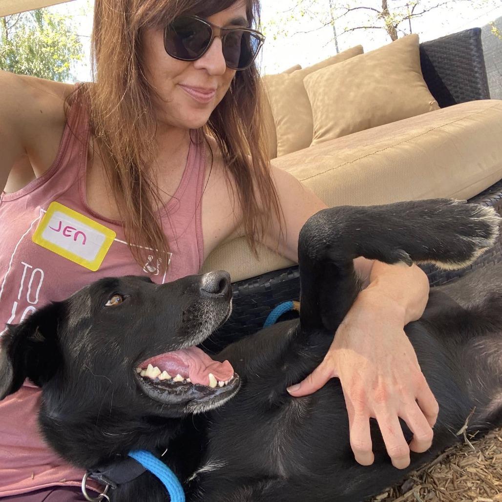 Tanner, Adoptable, Adult Male Black Labrador Retriever.