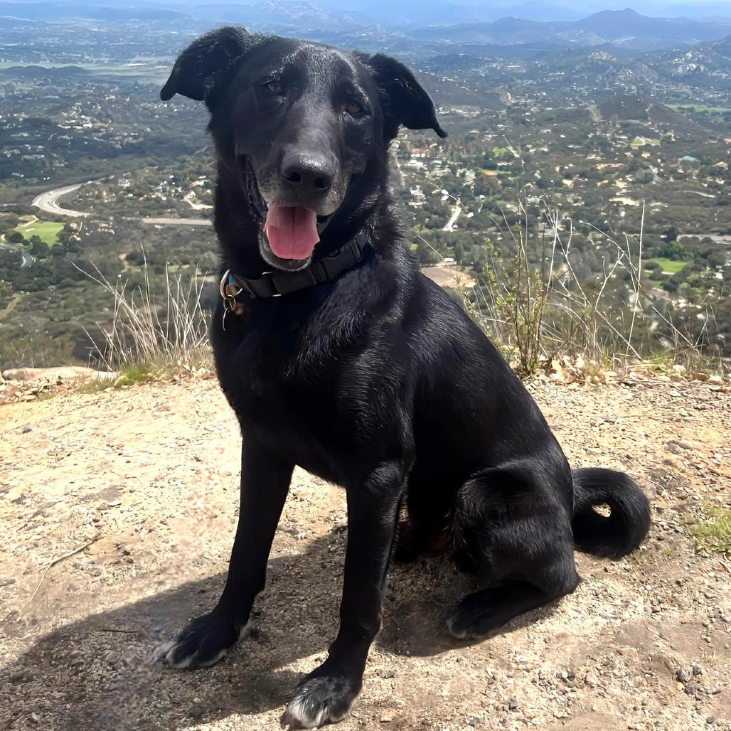 Enlarge Tanner, a Adoptable Black Labrador Retriever in Ramona, CA image 3/6