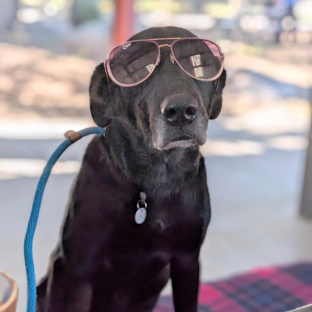 Enlarge Tanner, a Adoptable Black Labrador Retriever in Ramona, CA image 6/6