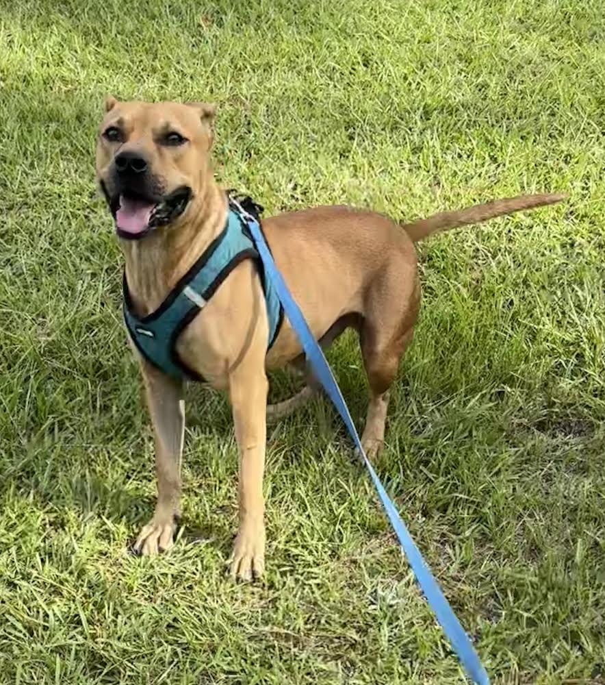 Paulie, Adoptable, Adult Male Black Mouth Cur & American Bulldog.