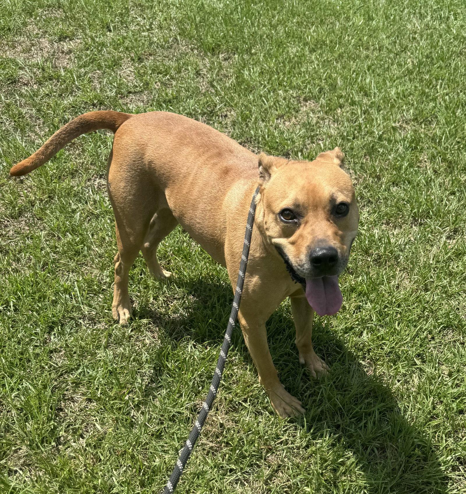 Paulie, a Adoptable mixed breed in Ringoes, NJ image 1/3
