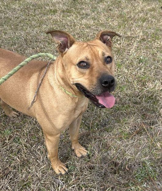 Paulie, Adoptable, Adult Male Black Mouth Cur & American Bulldog.