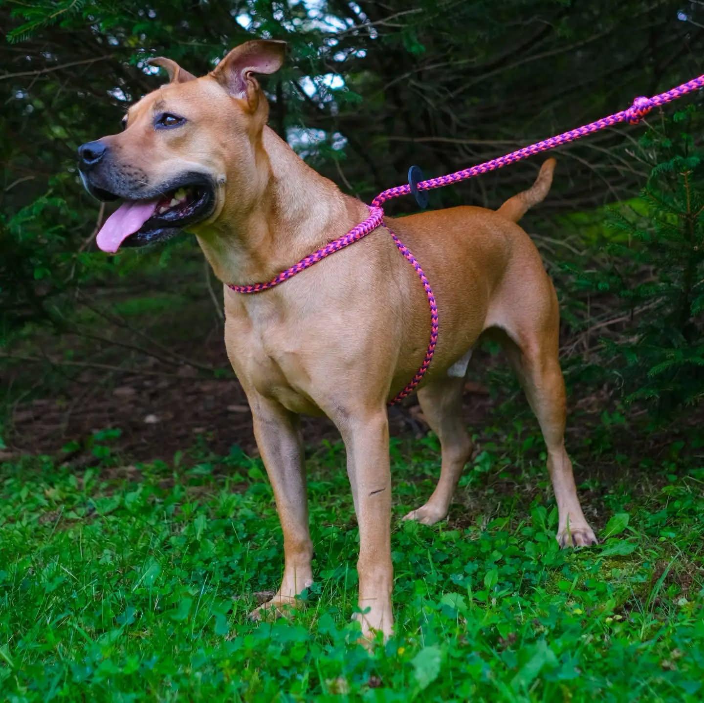 Enlarge Paulie, a Adoptable mixed breed in Ringoes, NJ image 2/3