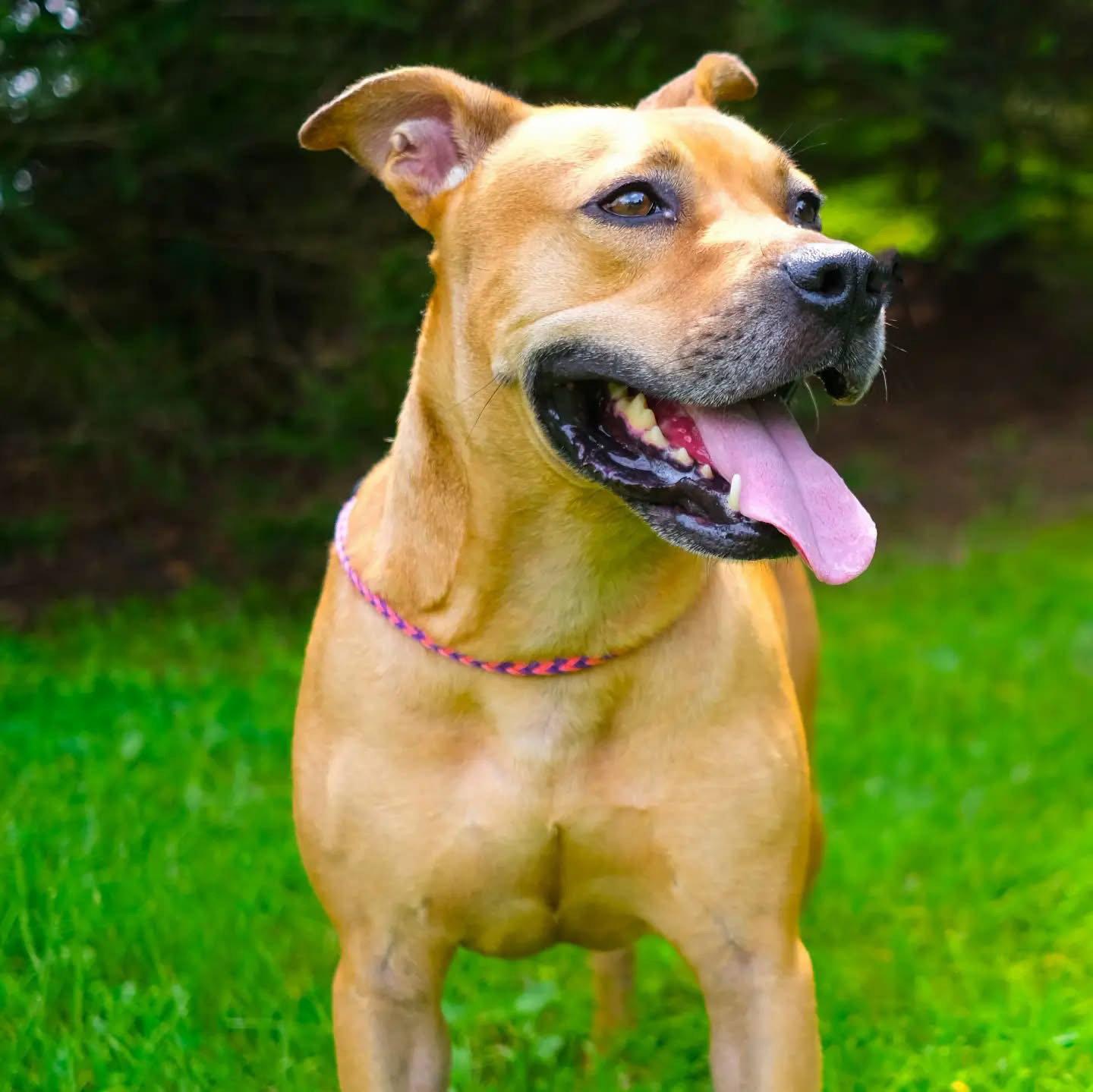 Enlarge Paulie, a Adoptable mixed breed in Ringoes, NJ image 3/3
