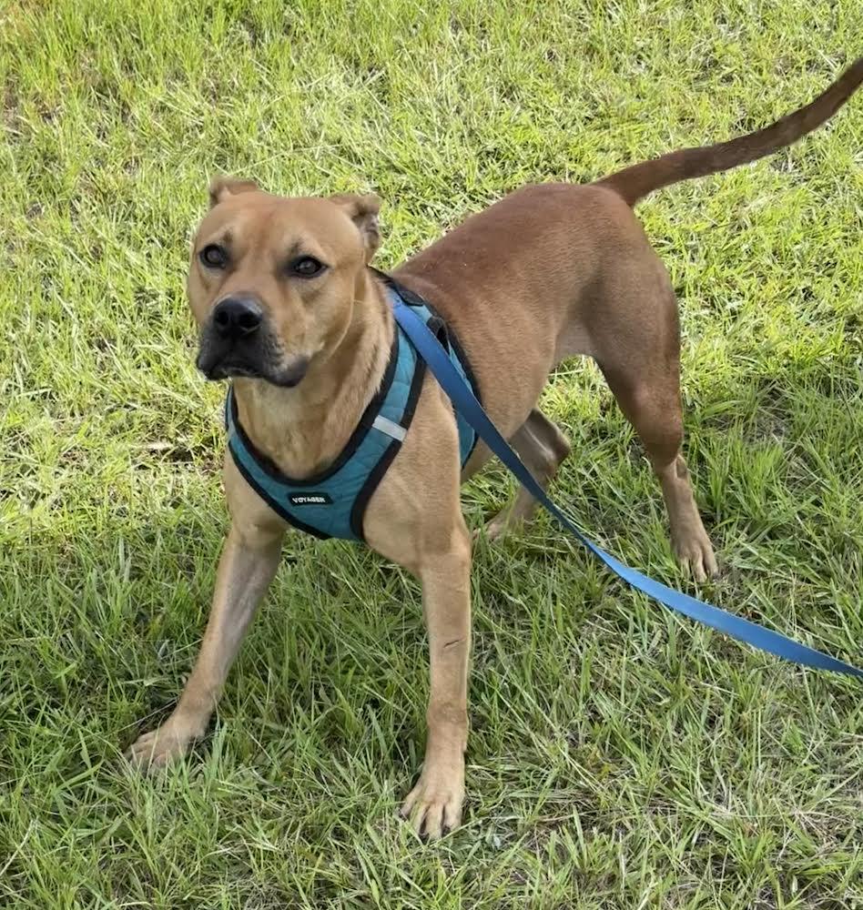 Paulie, a Adoptable mixed breed in Ringoes, NJ image 3/3