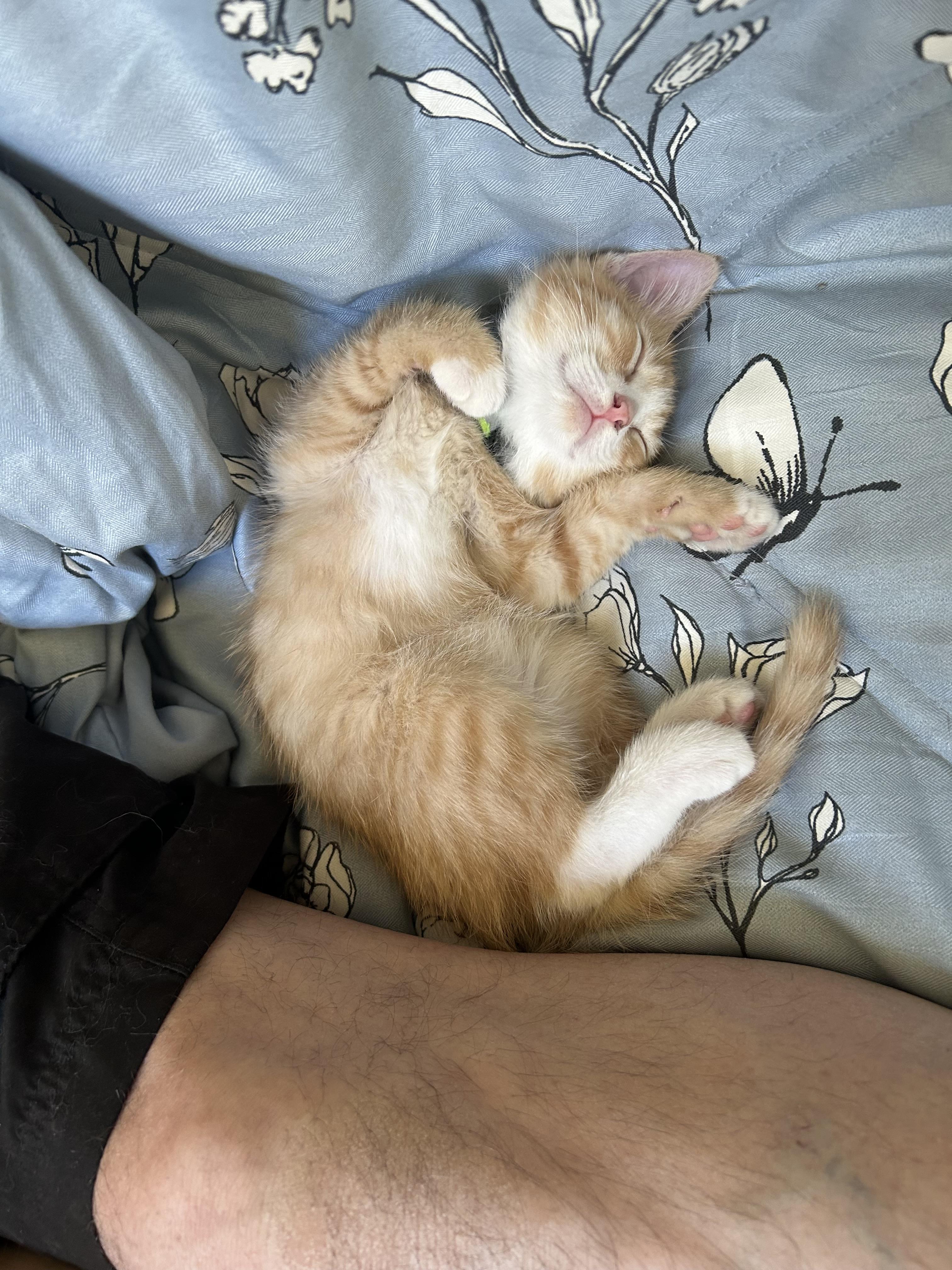 Solstice, a ADOPTABLE Domestic Short Hair in Salt Lake City, UT image 2/4