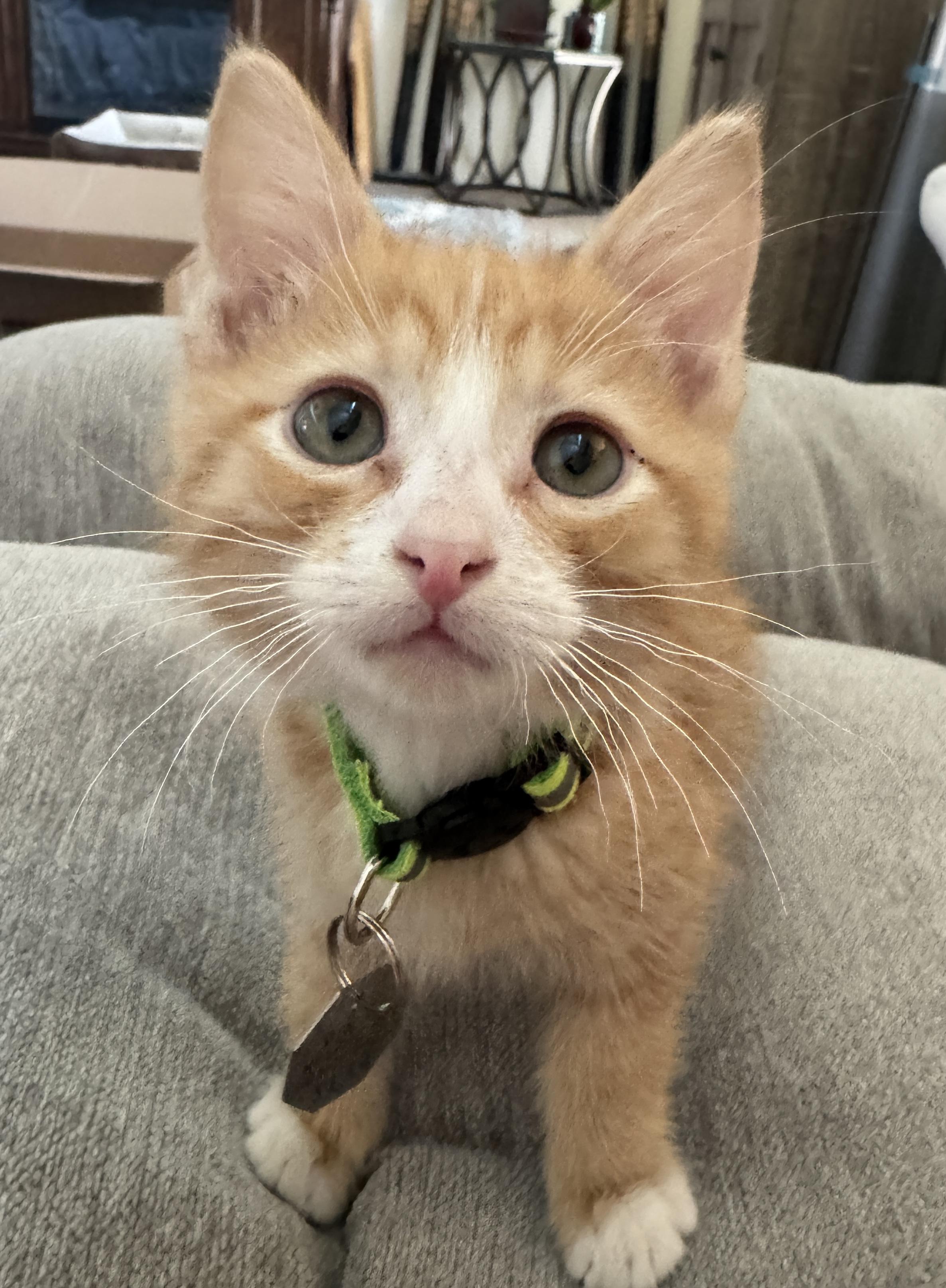 Solstice, a ADOPTABLE Domestic Short Hair in Salt Lake City, UT image 3/4