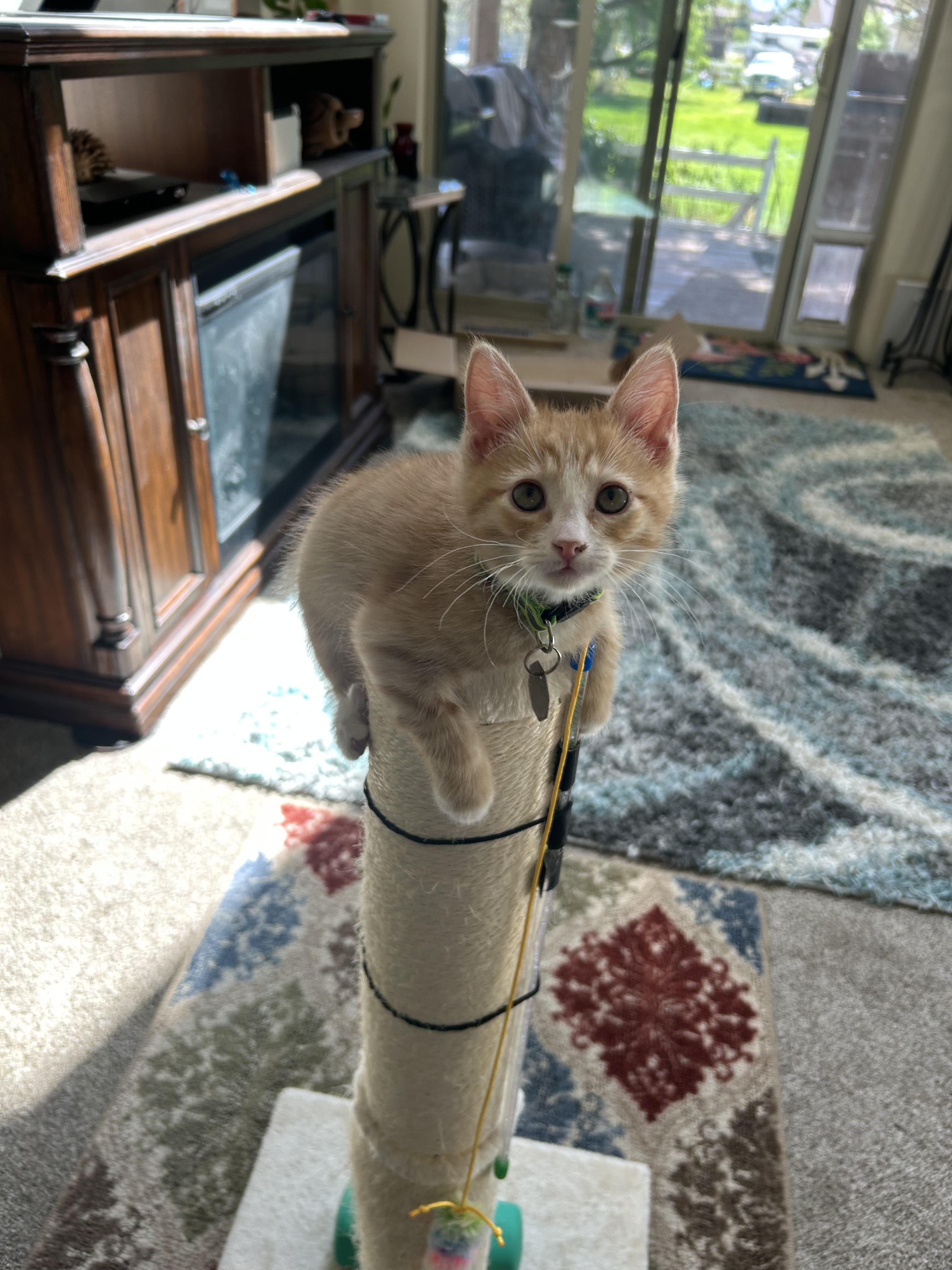 Solstice, a ADOPTABLE Domestic Short Hair in Salt Lake City, UT image 4/4