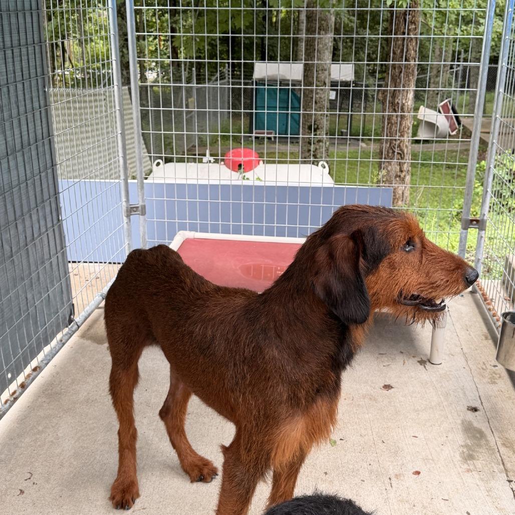 Huck, Adoptable, Adult Male Doberman Pinscher & Poodle.
