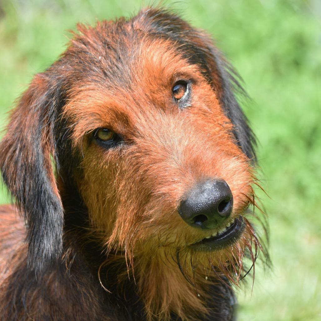 Enlarge Huck, a Adoptable mixed breed in Columbus, NC image 2/6