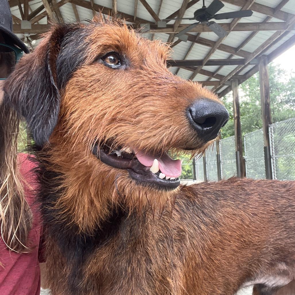 Enlarge Huck, a Adoptable mixed breed in Columbus, NC image 4/6