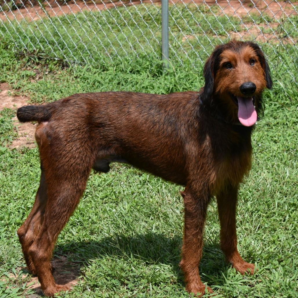 Enlarge Huck, a Adoptable mixed breed in Columbus, NC image 6/6