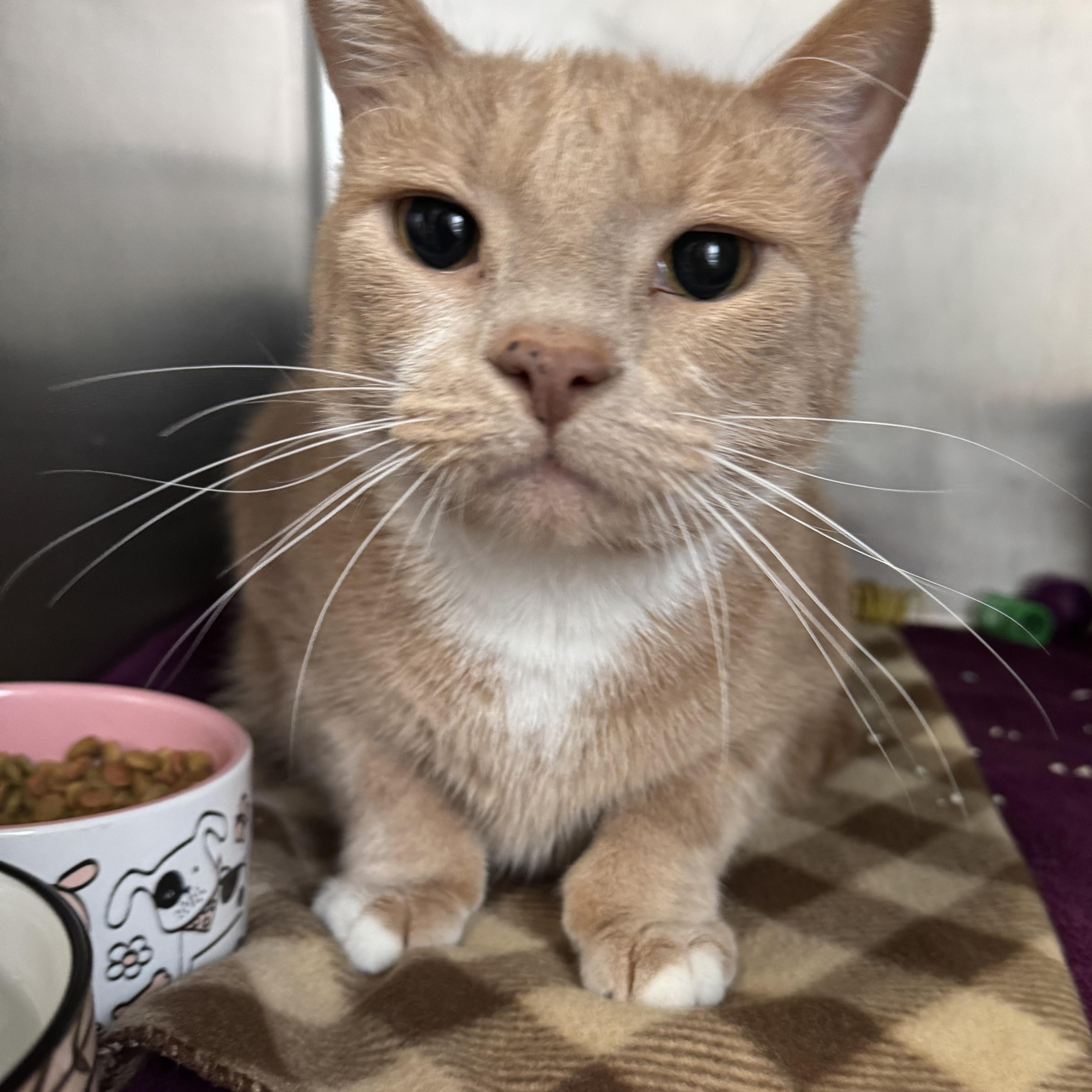 Hans, adopted, Adult Male Domestic Short Hair.