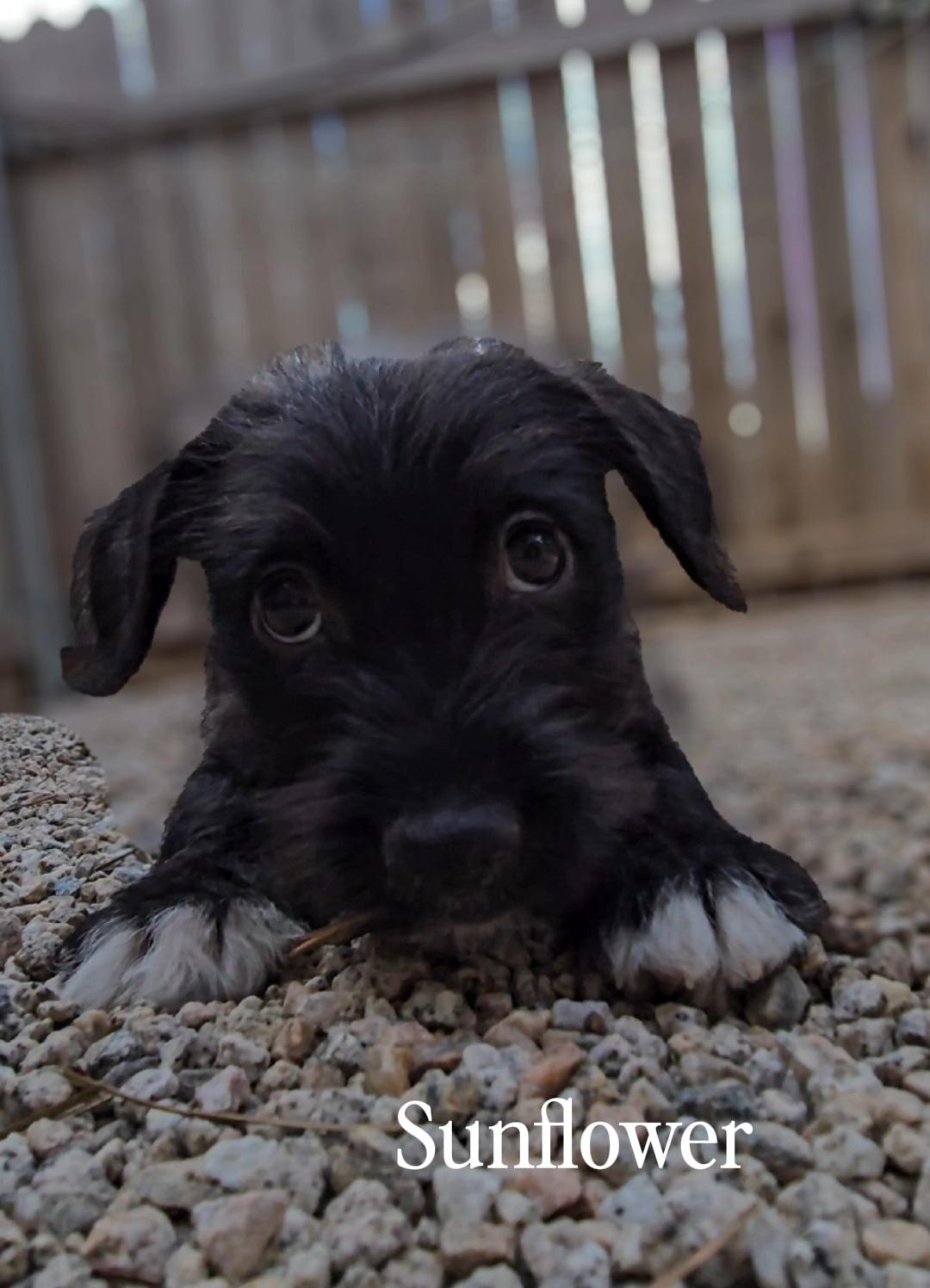 Sunflower, ADOPTABLE, Puppy Female Terrier.
