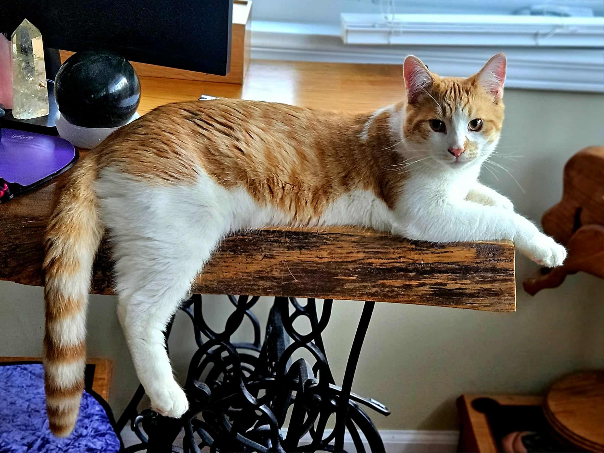 Dean (Dino) M 7mths old Redtabby/ white