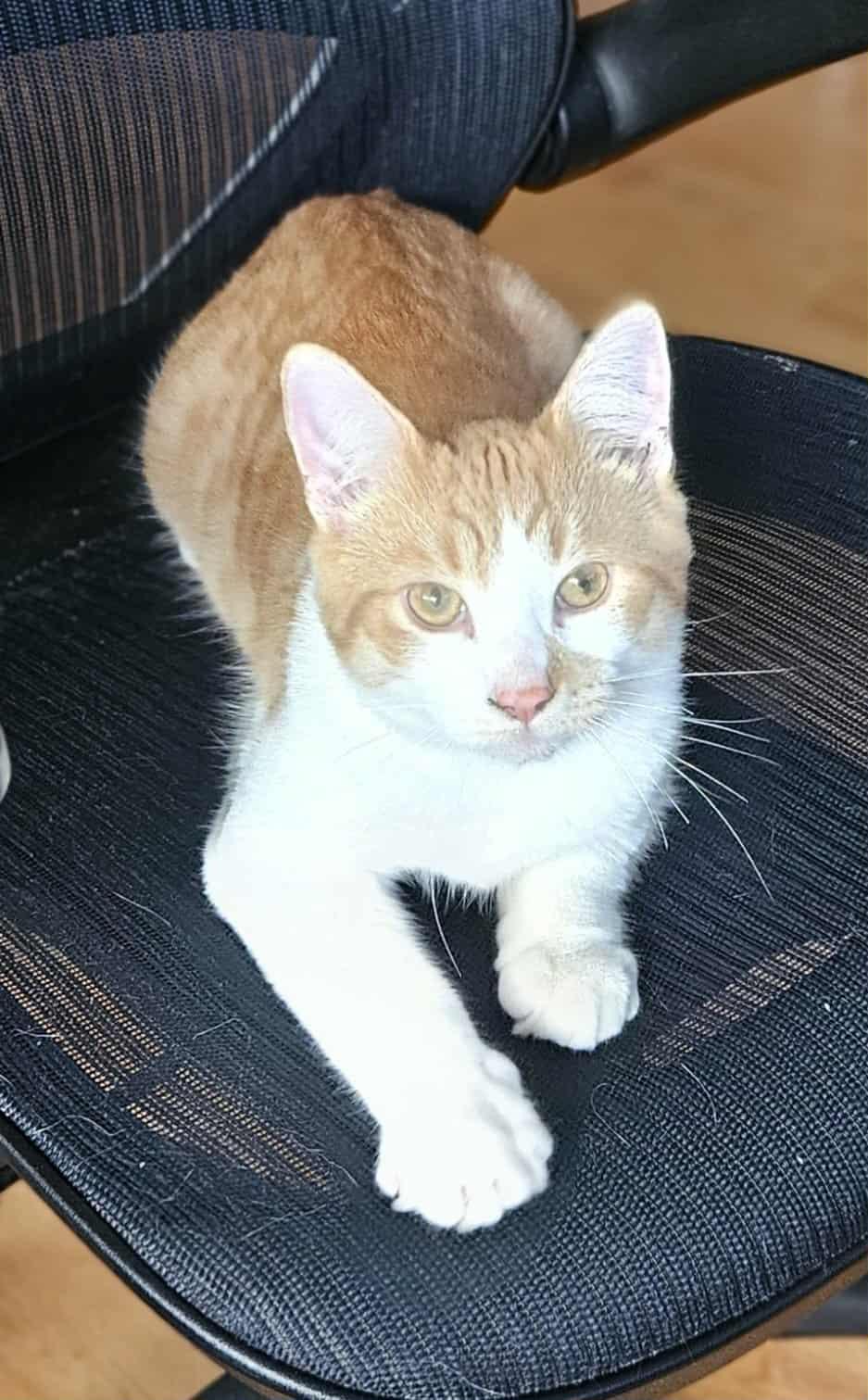 Dean (Dino) M 7mths old Redtabby/ white