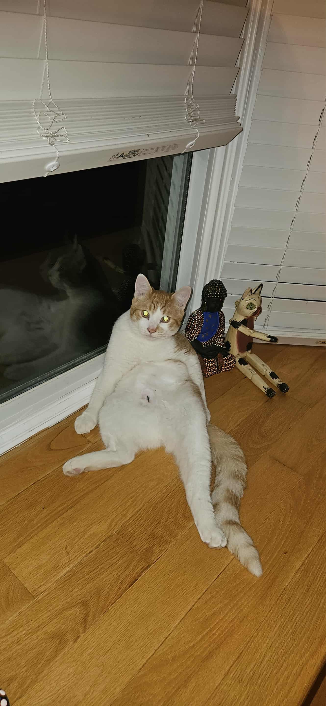 Dean (Dino) M 7mths old Redtabby/ white