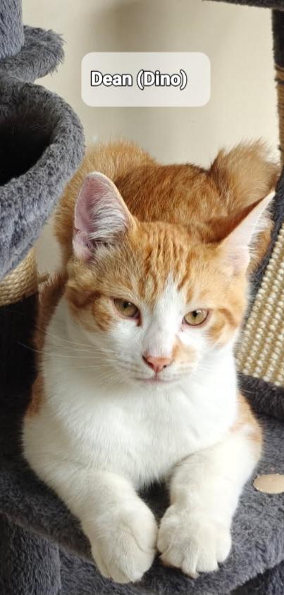 Dean (Dino) M 7mths old Redtabby/ white