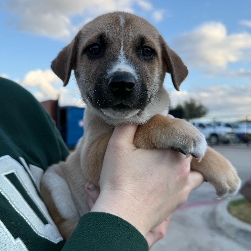 Hart, Adoptable, Puppy Male Retriever & Mixed Breed.