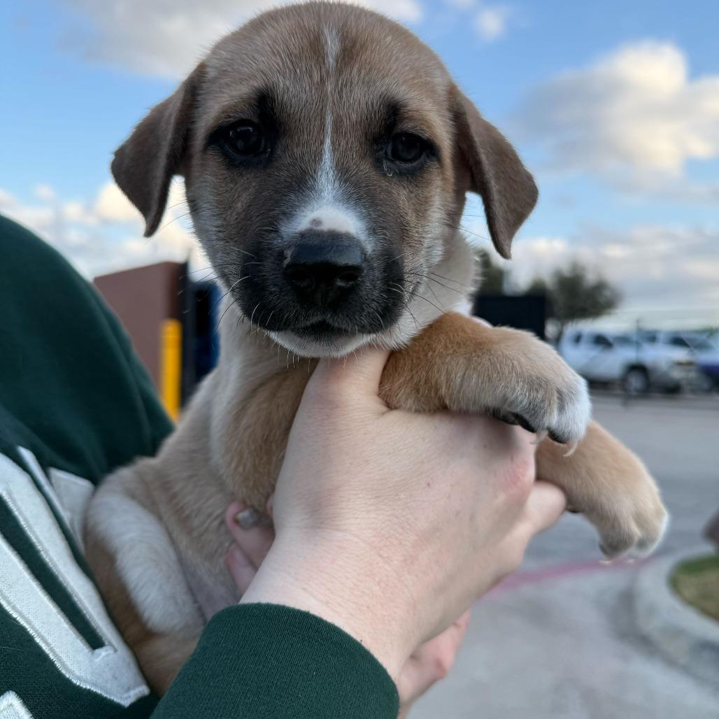 Enlarge Hart, a Adoptable mixed breed in Brooklyn, NY image 2/6