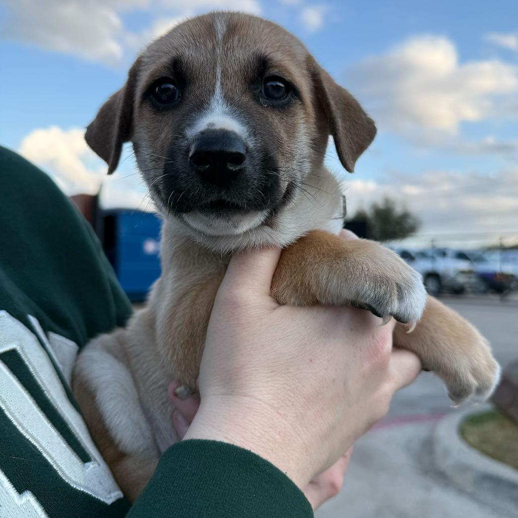 Enlarge Hart, a Adoptable mixed breed in Brooklyn, NY image 3/6