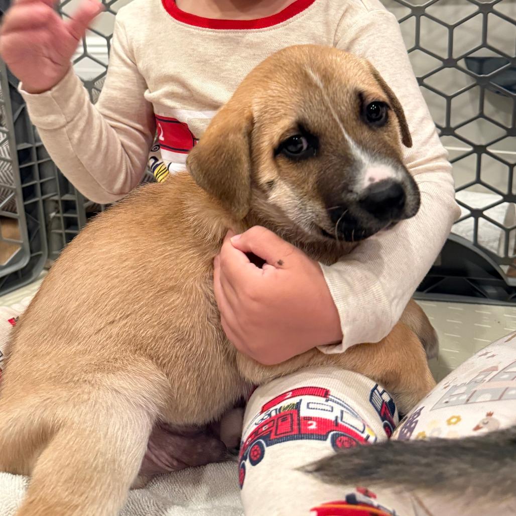 Enlarge Hart, a Adoptable mixed breed in Brooklyn, NY image 4/6