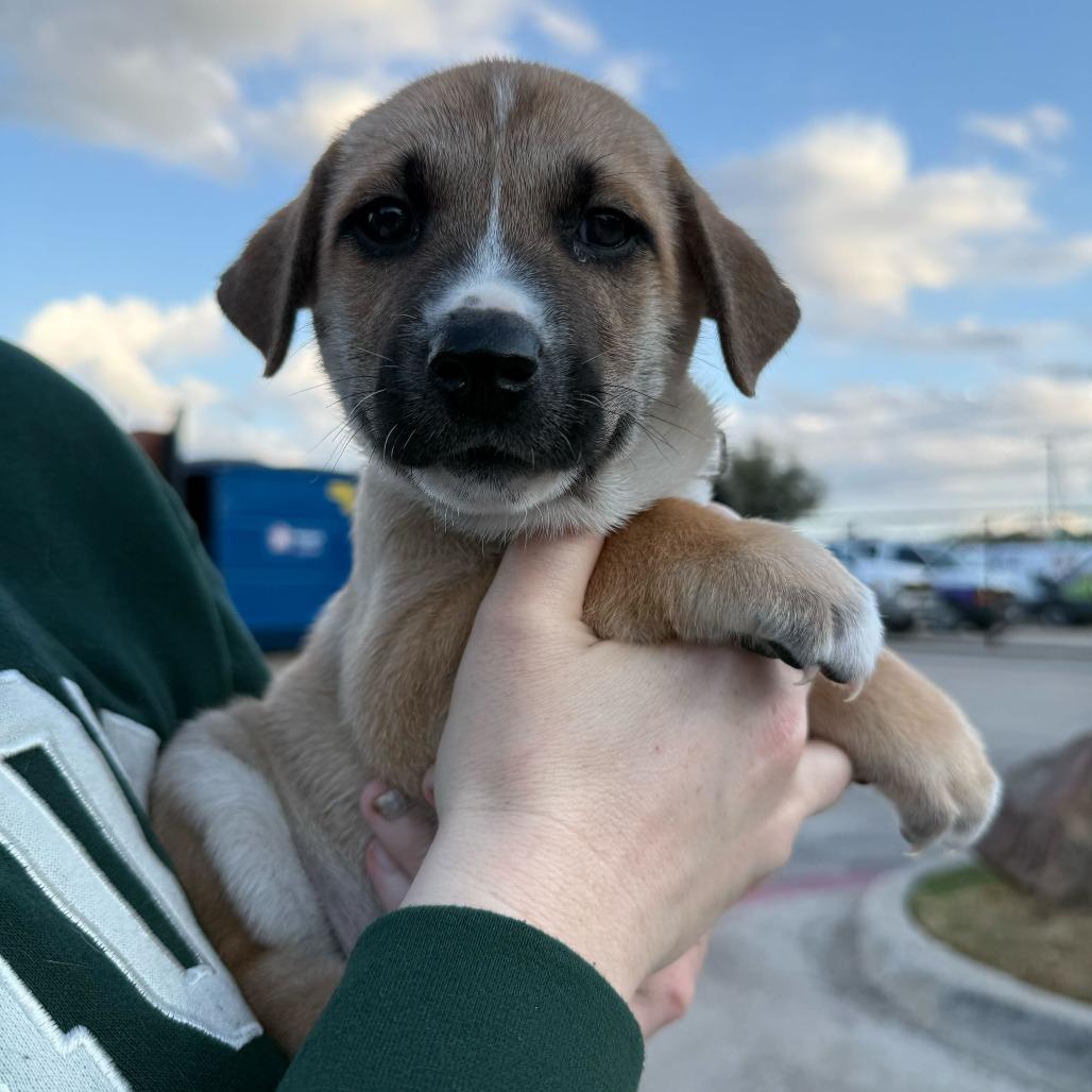 Enlarge Hart, a Adoptable mixed breed in Brooklyn, NY image 5/6