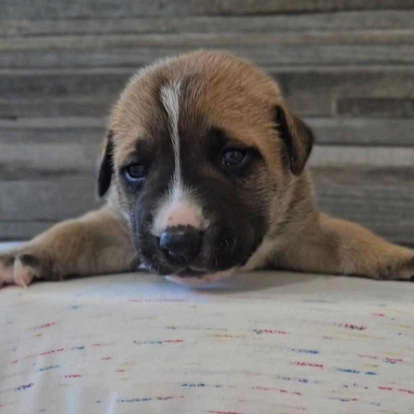 Enlarge Hart, a Adoptable mixed breed in Brooklyn, NY image 6/6