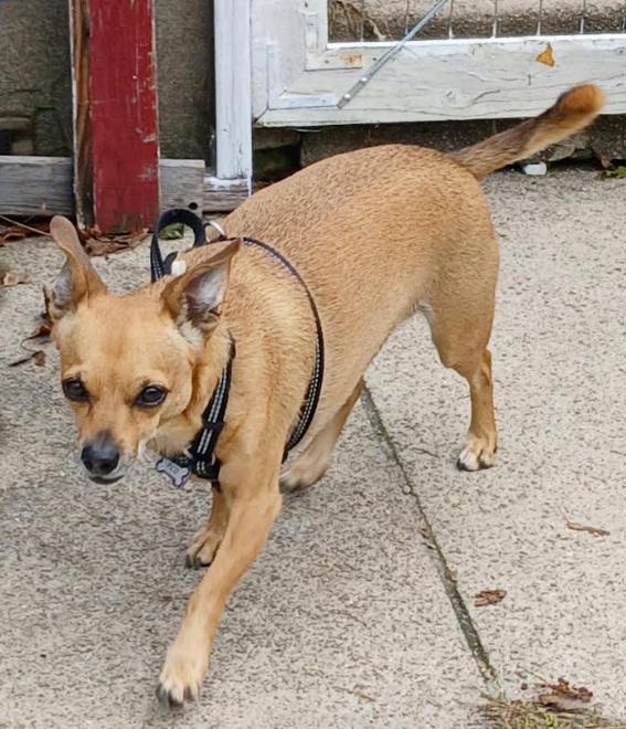 Enlarge Pico in RI, a Adoptable Chihuahua in Cranston, RI image 1/3