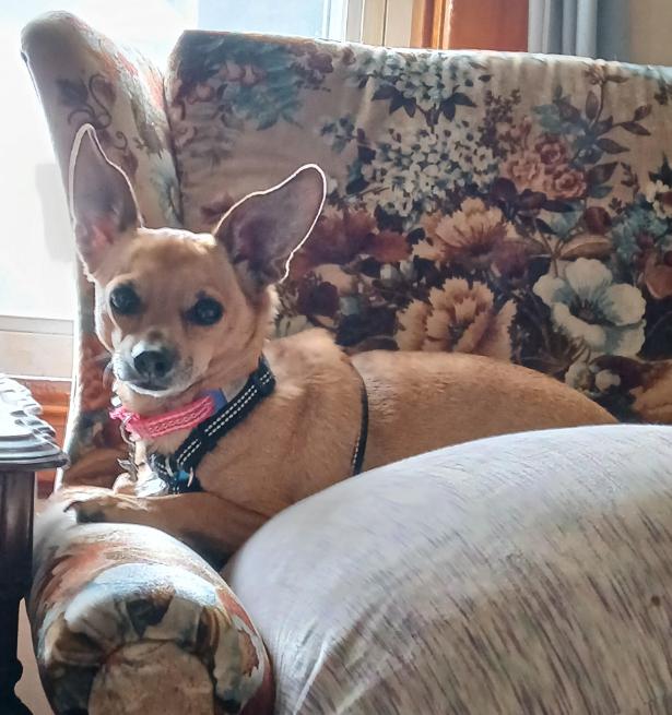 Enlarge Pico in RI, a Adoptable Chihuahua in Cranston, RI image 2/3