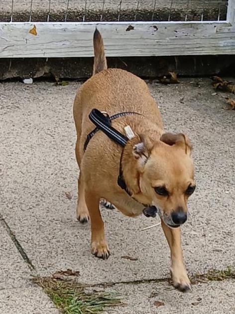 Enlarge Pico in RI, a Adoptable Chihuahua in Cranston, RI image 3/3