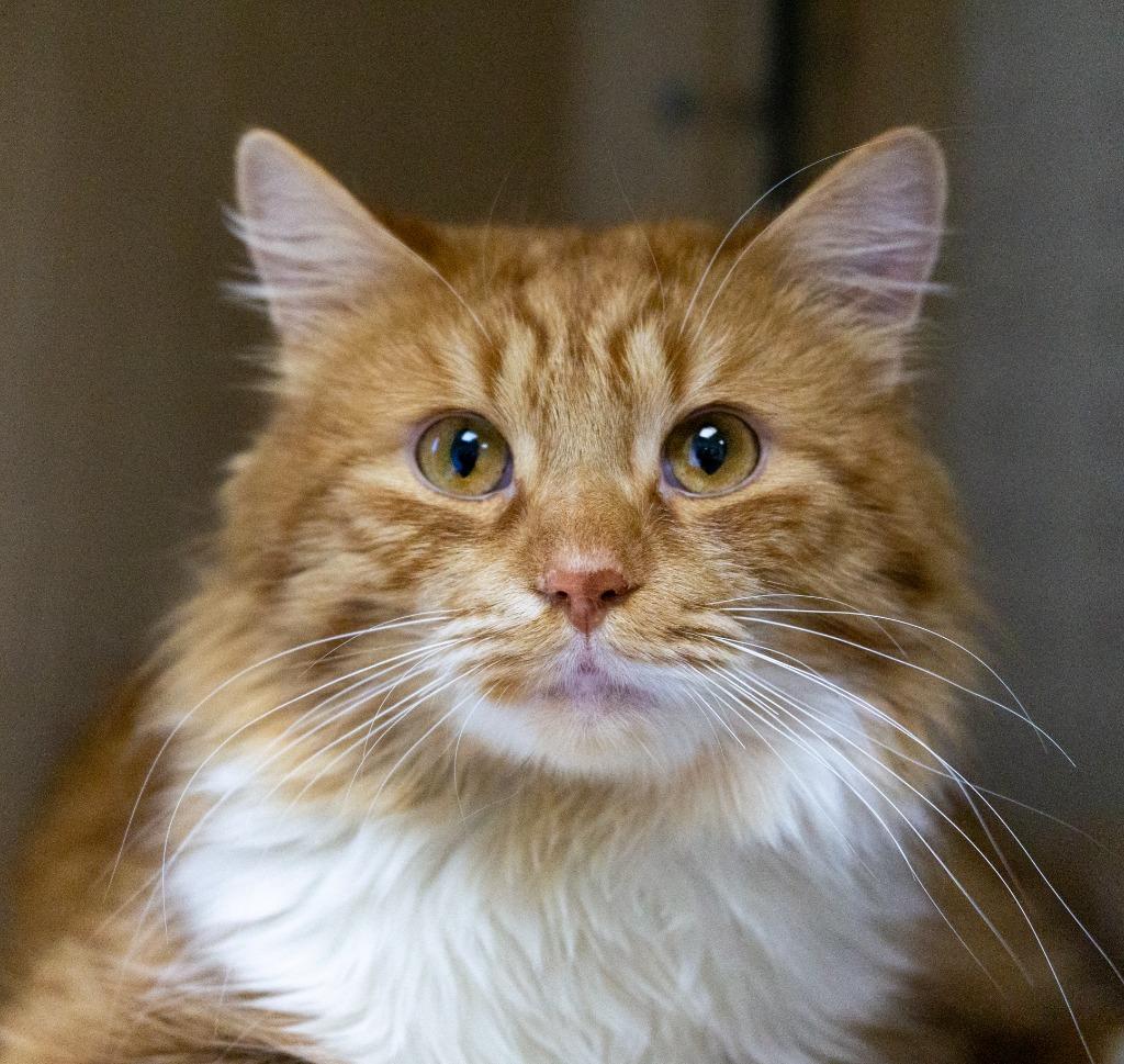 Enlarge Shepherd, an adopted Domestic Long Hair in Pontiac, MI image 1/1