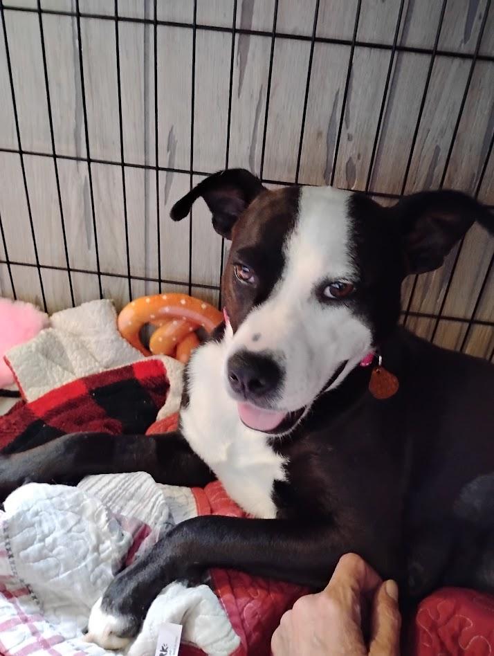 Princess Sissy, Adoptable, Young Female Pit Bull Terrier & Beagle.