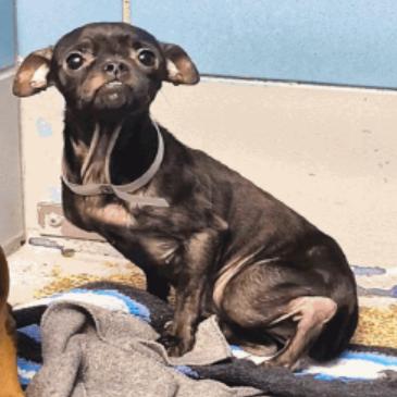 Pooka4, Adoptable, Young Female Chihuahua & Pug.