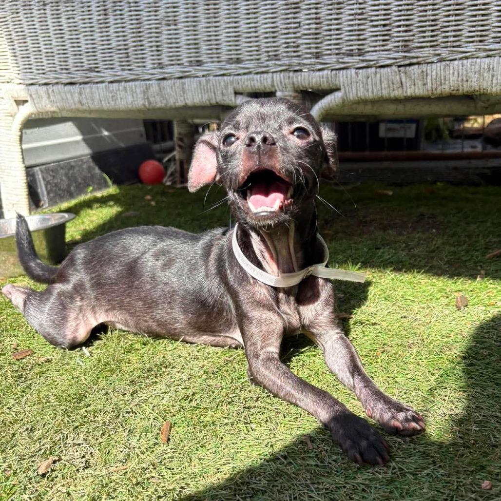 Enlarge Pooka4, a Adoptable mixed breed in Katy, TX image 2/2