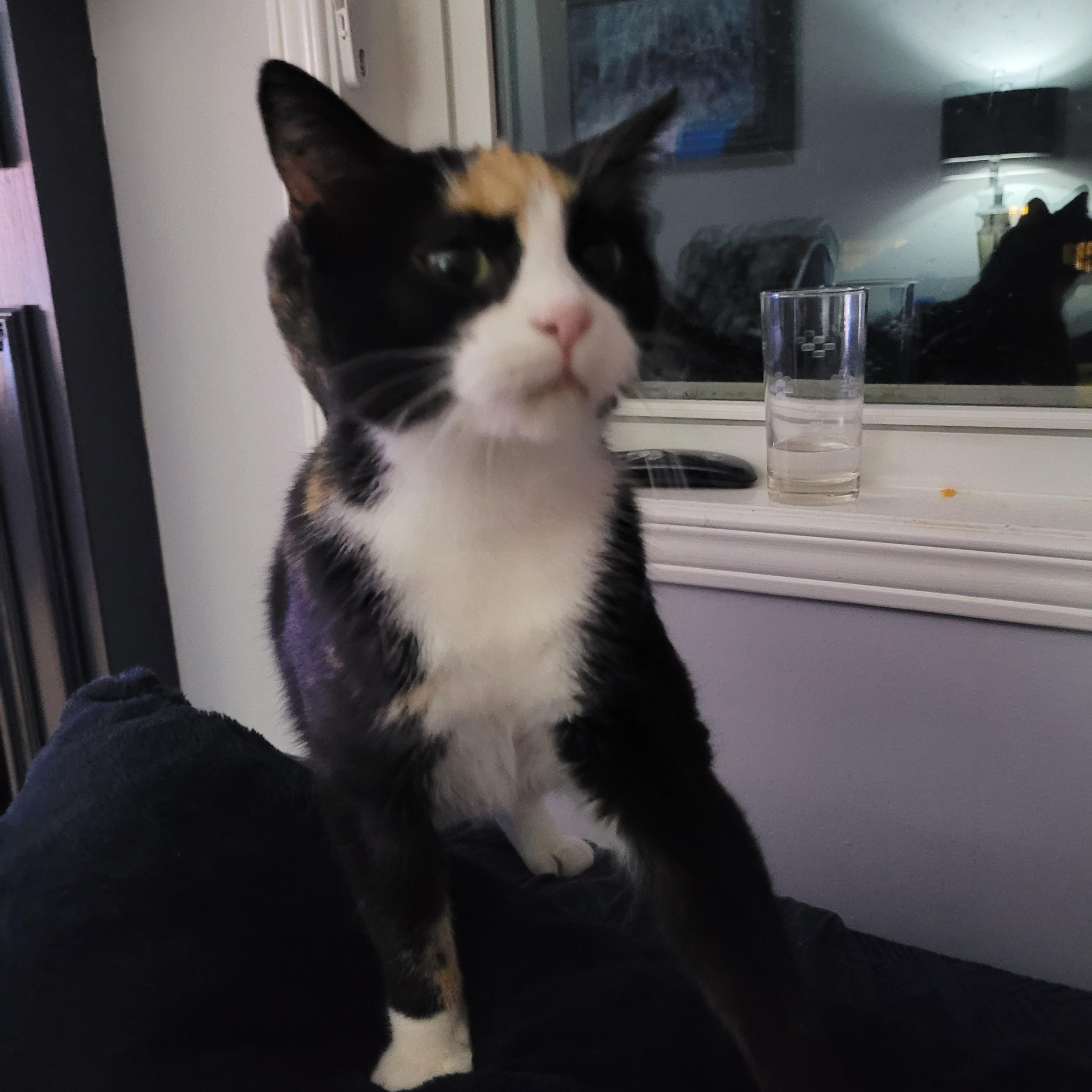 Enlarge Kristy (f) Calico 2yrs old DSH, a ADOPTABLE Calico in Ottawa, ON image 3/6