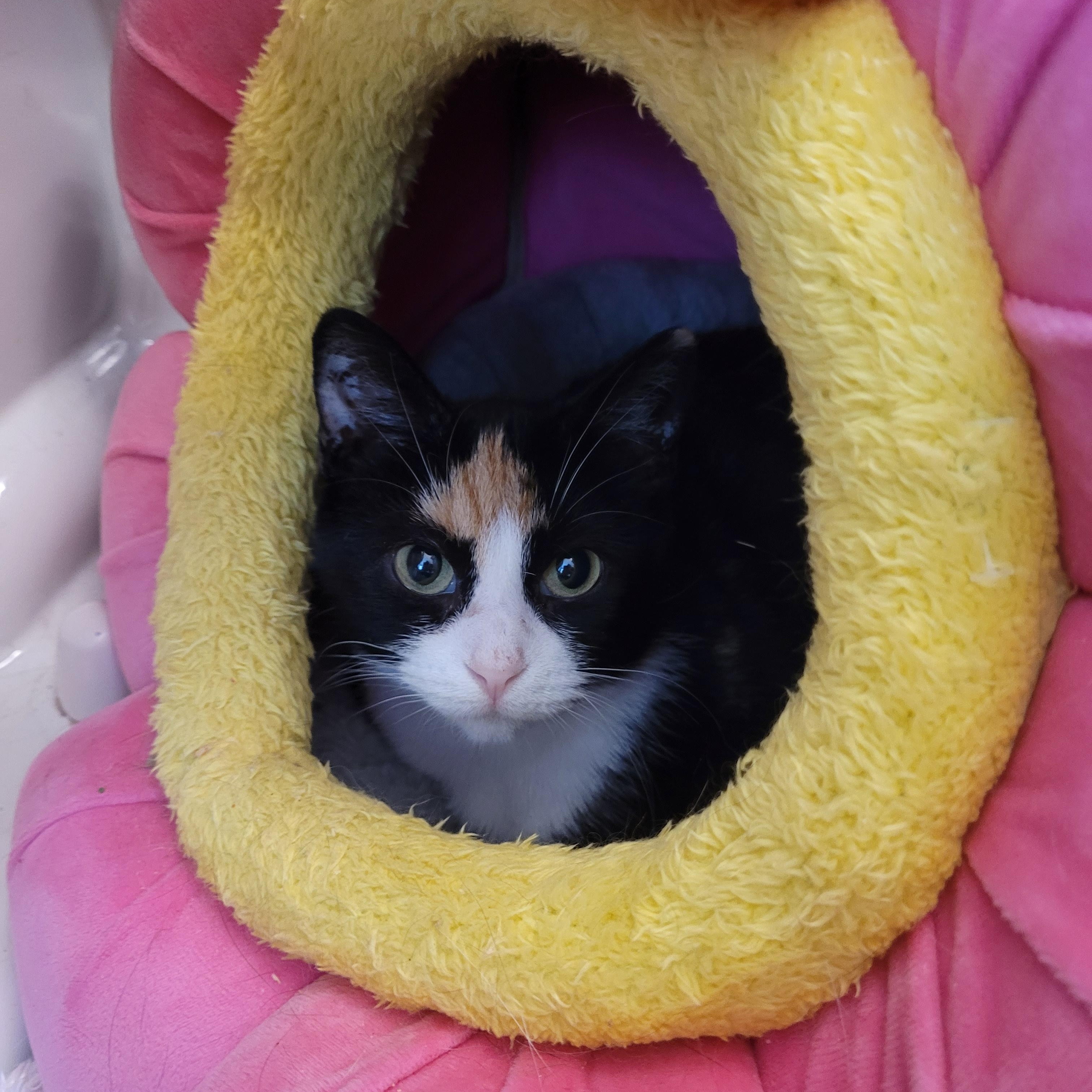 Kristy (f) Calico 2yrs old DSH, ADOPTABLE, Adult Female Calico.