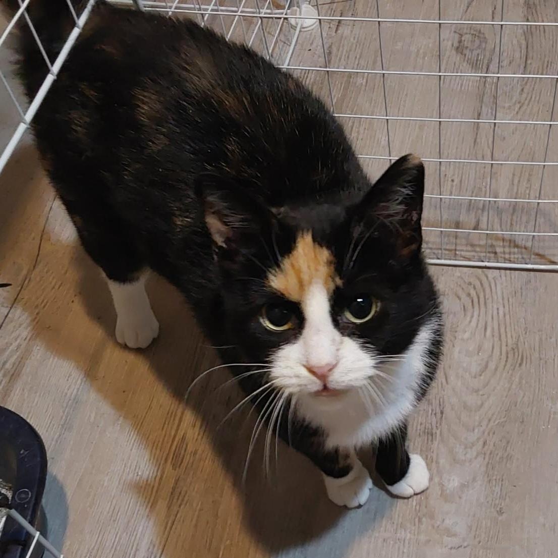 Enlarge Kristy (f) Calico 2yrs old DSH, a ADOPTABLE Calico in Ottawa, ON image 2/6