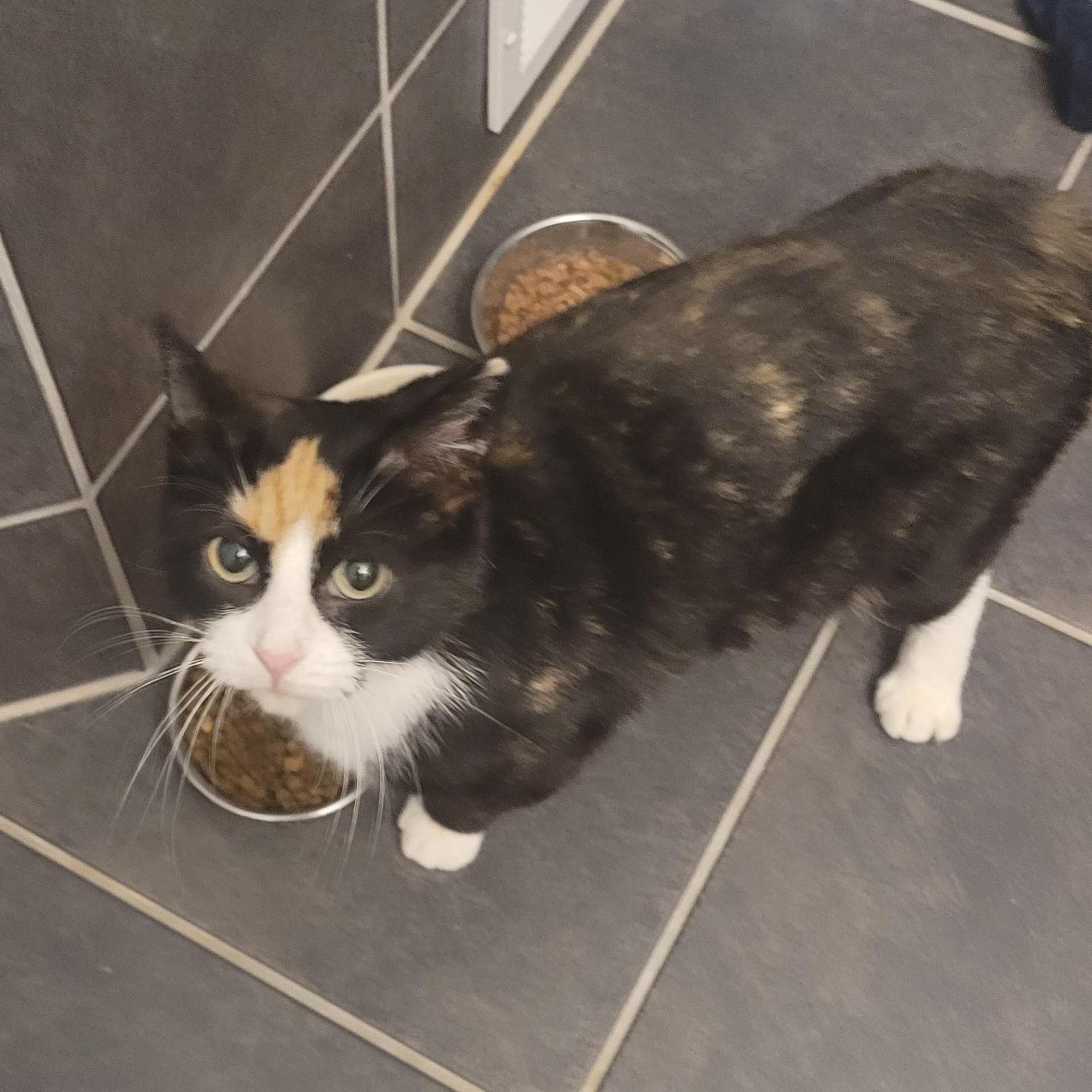 Enlarge Kristy (f) Calico 2yrs old DSH, a ADOPTABLE Calico in Ottawa, ON image 4/6