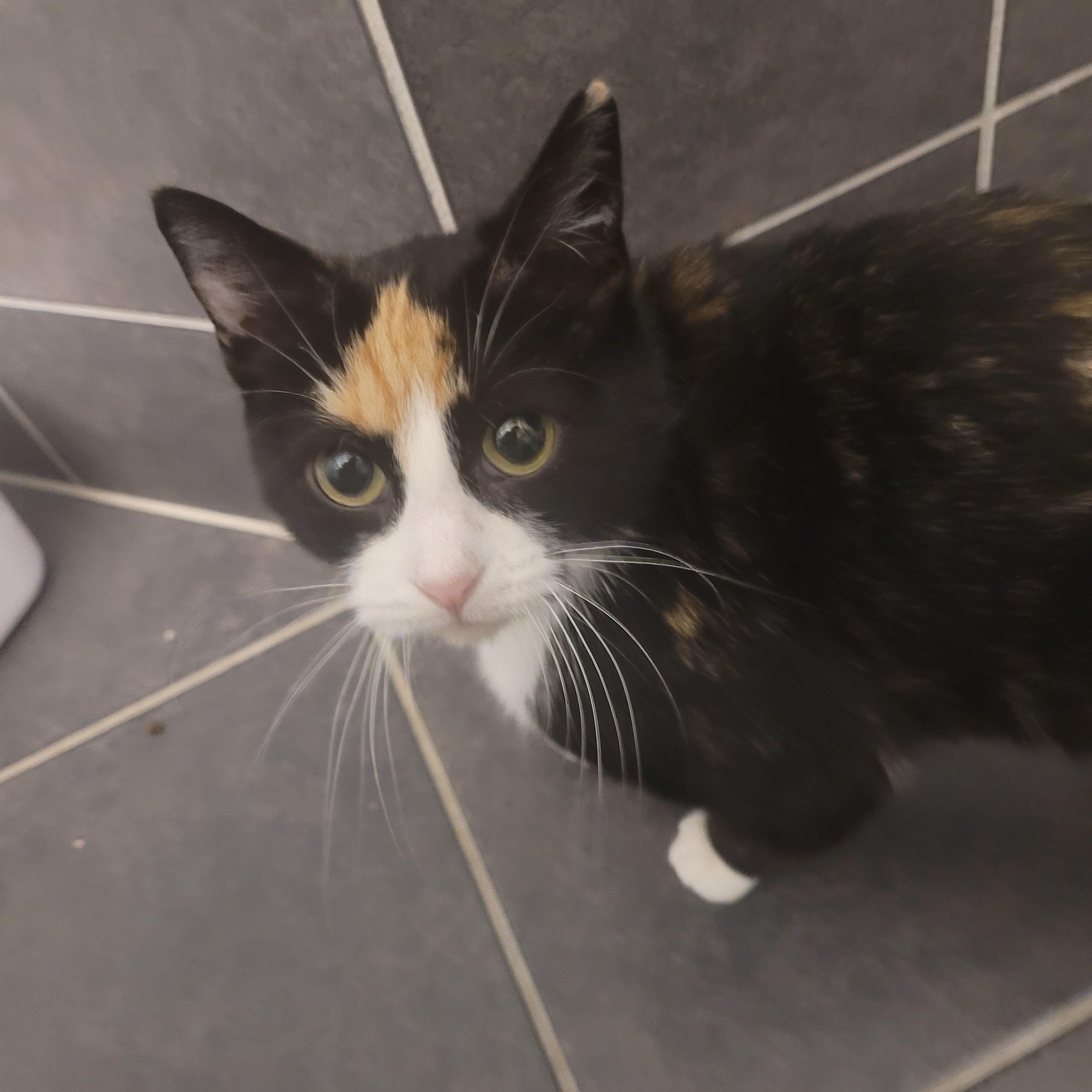 Enlarge Kristy (f) Calico 2yrs old DSH, a ADOPTABLE Calico in Ottawa, ON image 5/6