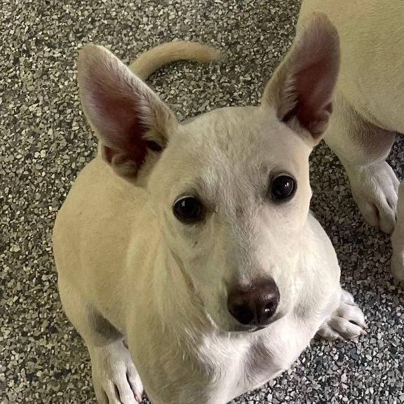 Coast, Adopted, Puppy Female Border Collie & Pit Bull Terrier.