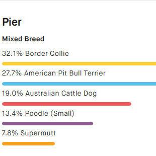 Coast, Adopted, Puppy Female Border Collie & Pit Bull Terrier.