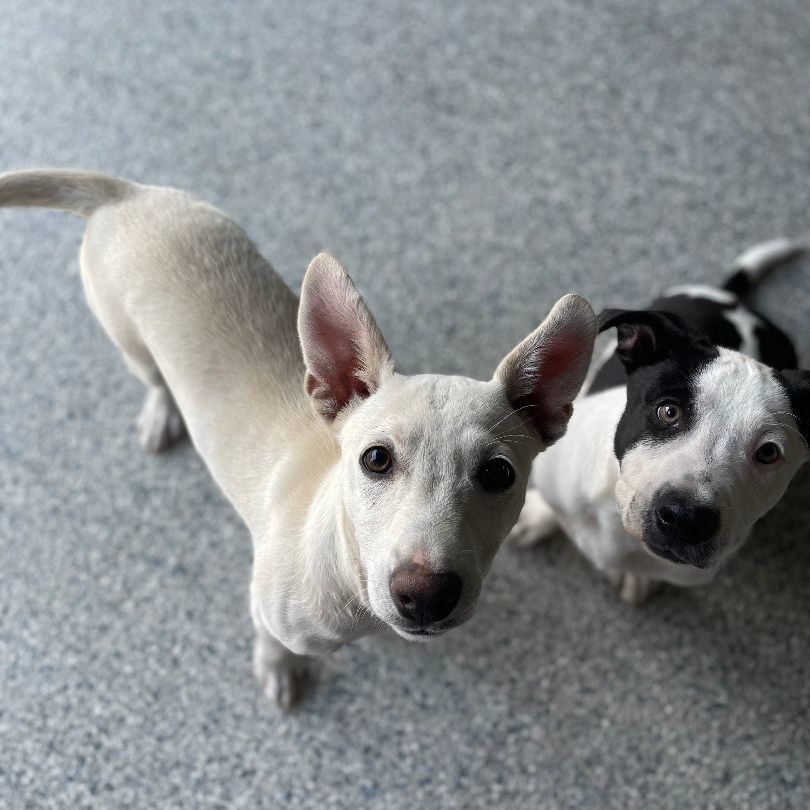 Enlarge Coast, a Adopted mixed breed in Reno, NV image 3/4