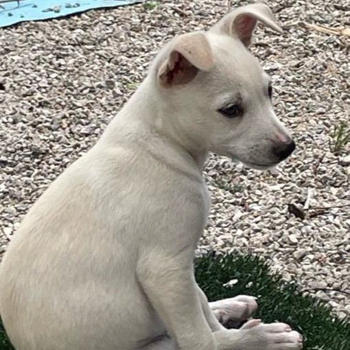 Enlarge Coast, a Adopted mixed breed in Reno, NV image 4/4