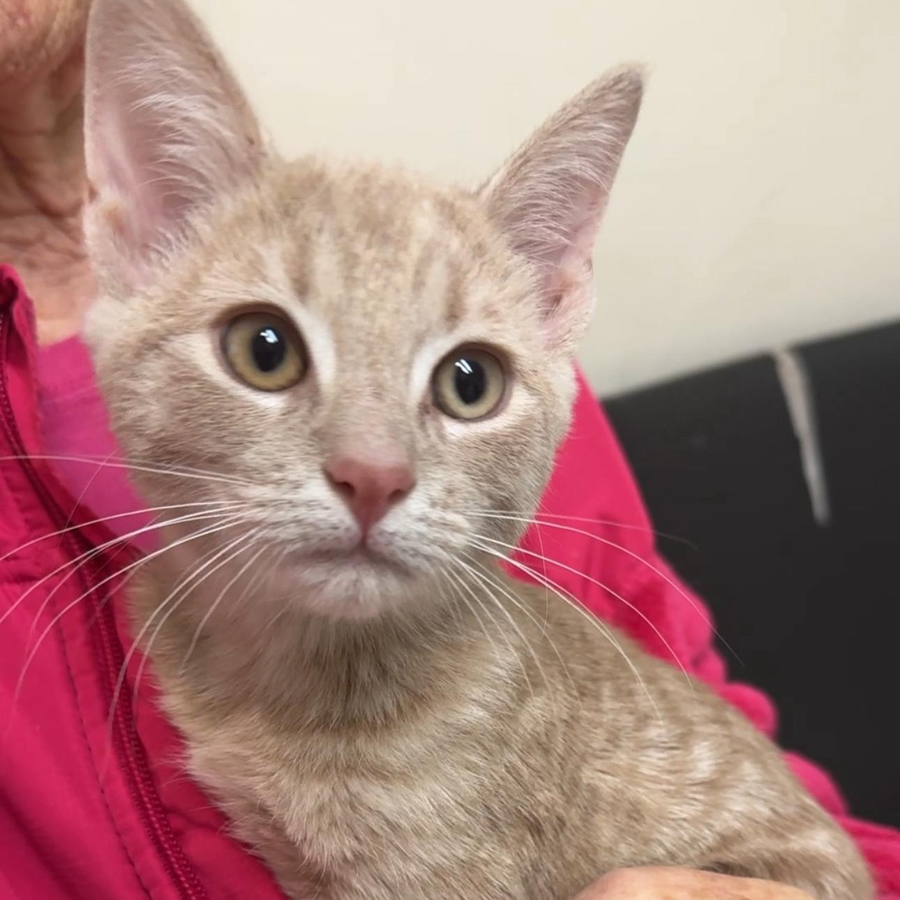 Enlarge Cashew, a Adoptable mixed breed in New york, NY image 1/3