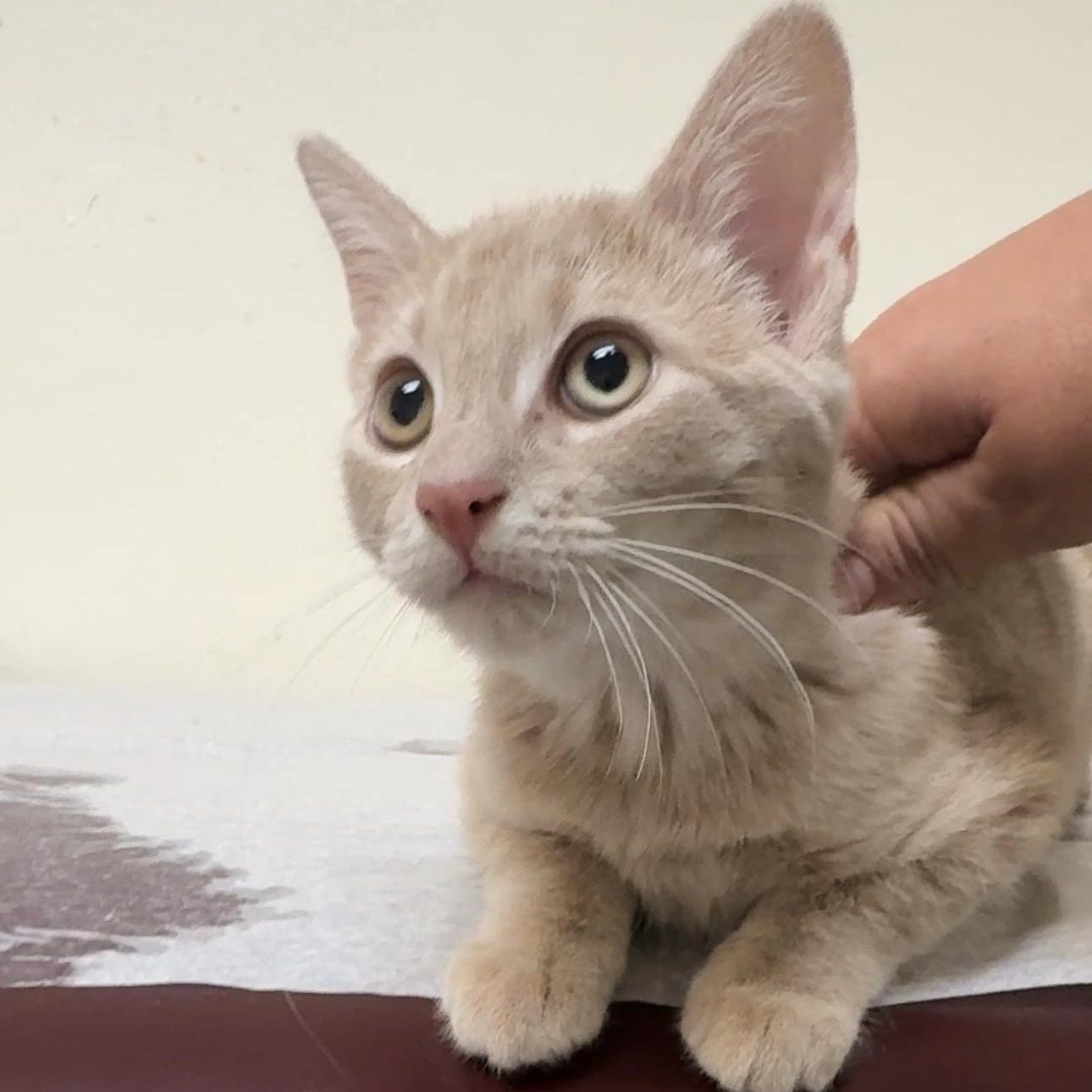 Enlarge Cashew, a Adoptable mixed breed in New york, NY image 2/3