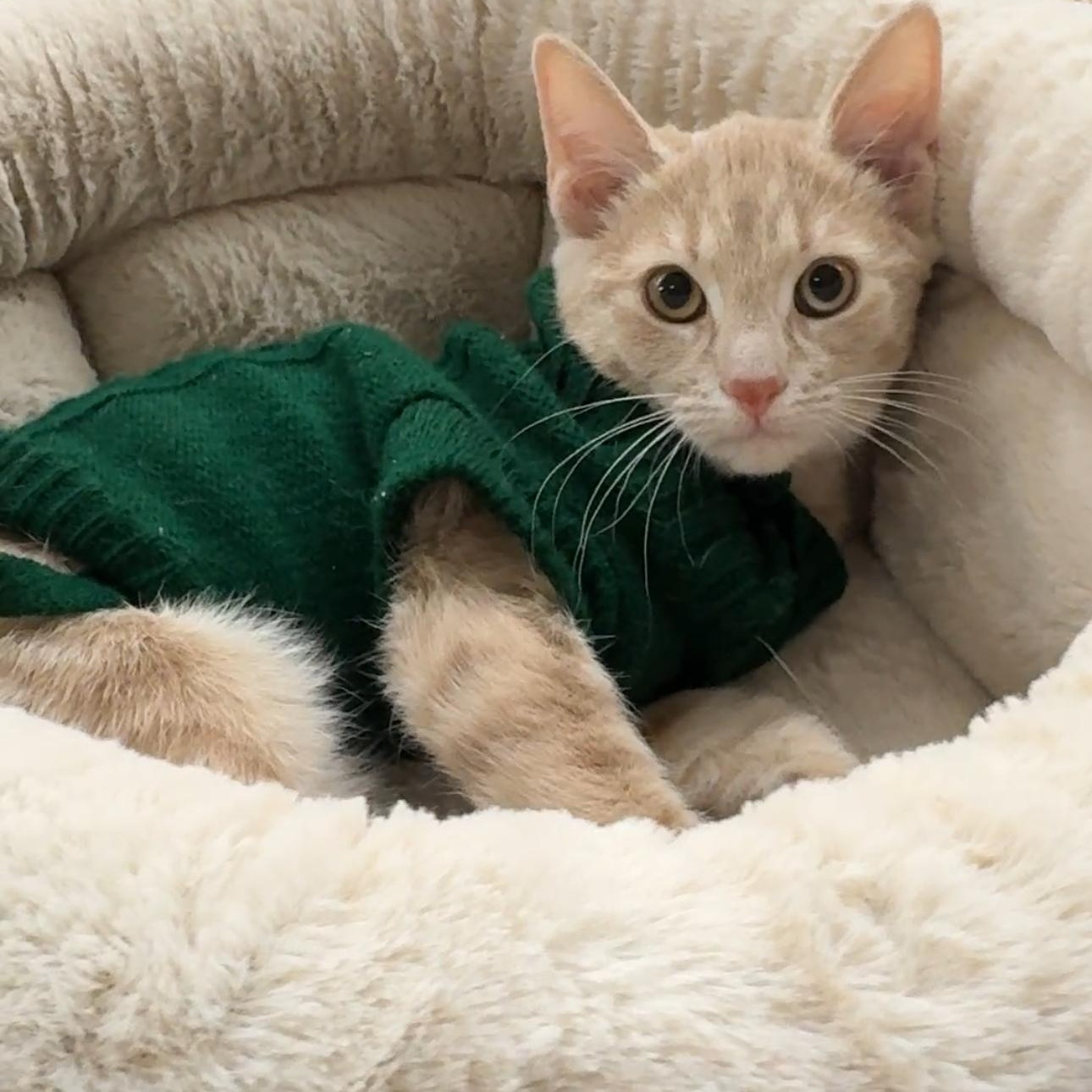 Enlarge Cashew, a Adoptable mixed breed in New york, NY image 3/3