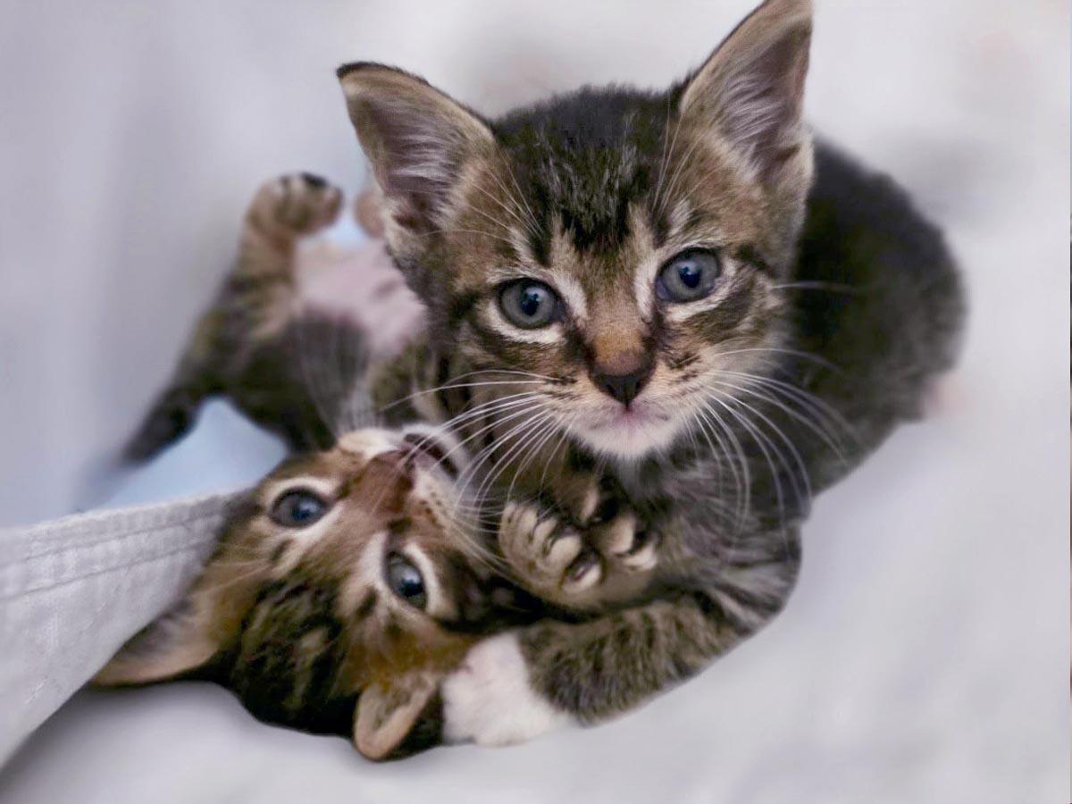 Enlarge Elton John, a Adoptable Tabby in Floral Park, NY image 4/6